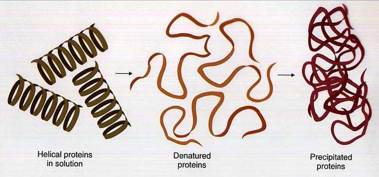 Denaturacija proteina Gubitak oblika proteina -