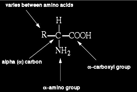Aminokiseline spadaju u karboksilne kiseline, koje u svojoj strukturi sadrže i amino NH 2 grupu.