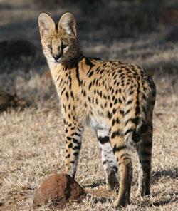 9. Sa slika ili posmatranjem prepoznaj sedam vrsta divljih mačaka. Kaži u kom delu sveta se nalaze. 1. Serval Serval je jedna od najupečatljivijih mačaka savane.