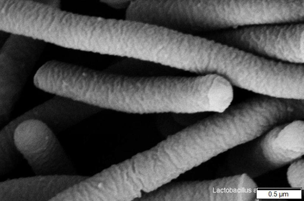 Može se smatrati da Lactobacillus acidophilus ima probiotičke karakteristike (Ljungh i Wadstrom, 2006.). Te vrste se komercijalno upotrebljavaju u proizvodnji mnogo mliječnih proizvoda (Fijan, 2014.). Slika 5.