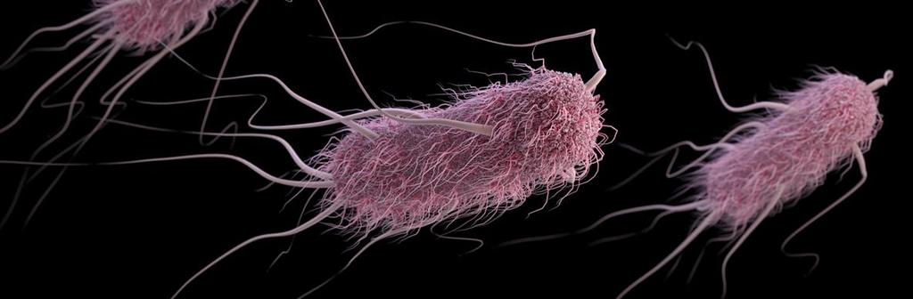 Slika 13. Escherichia coli Izvor: https://www.cdc.gov/ecoli/images/ecoli-1184px.