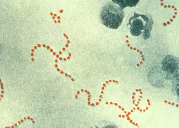 Streptococcus pyogenes su Gram-pozitivne bakterije, a starenjem prelaze u Gramnegativne bacile. Streptokokni pirogeni egzotoksin je najvažniji toksin bakterije Streptococa pyogenes.