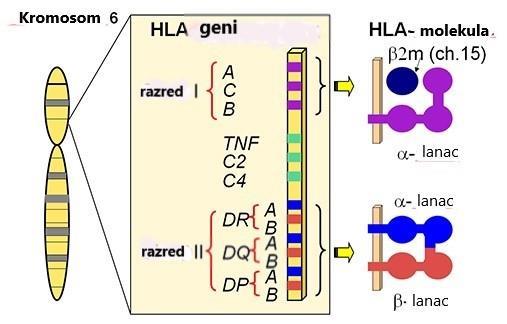 1. Uvod Slika 1. Shematski prikaz genske karte i antigena sustava HLA. Preuzeto i prilagođeno s dopuštenjem autora (53).