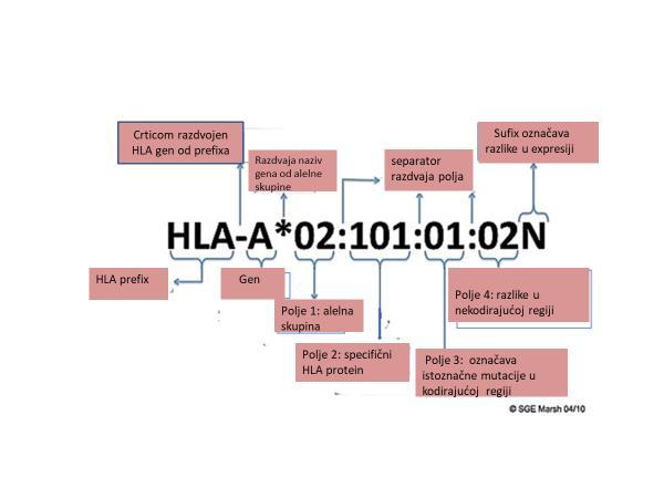 1. Uvod Slika 3. Nazivlje sustava HLA. Prilagođeno prema (12). 1.1.5.
