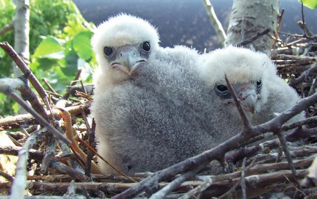 Мишар (Buteo buteo) Миливоје