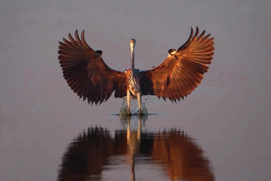 Црвена чапља (Ardea purpurea) Виолета Милутиновић ÀÂÃóÑÒ 0 0 0 јул септембар п у 0 с ч п 0 с н п 0 у с ч 0 п с н Булевар