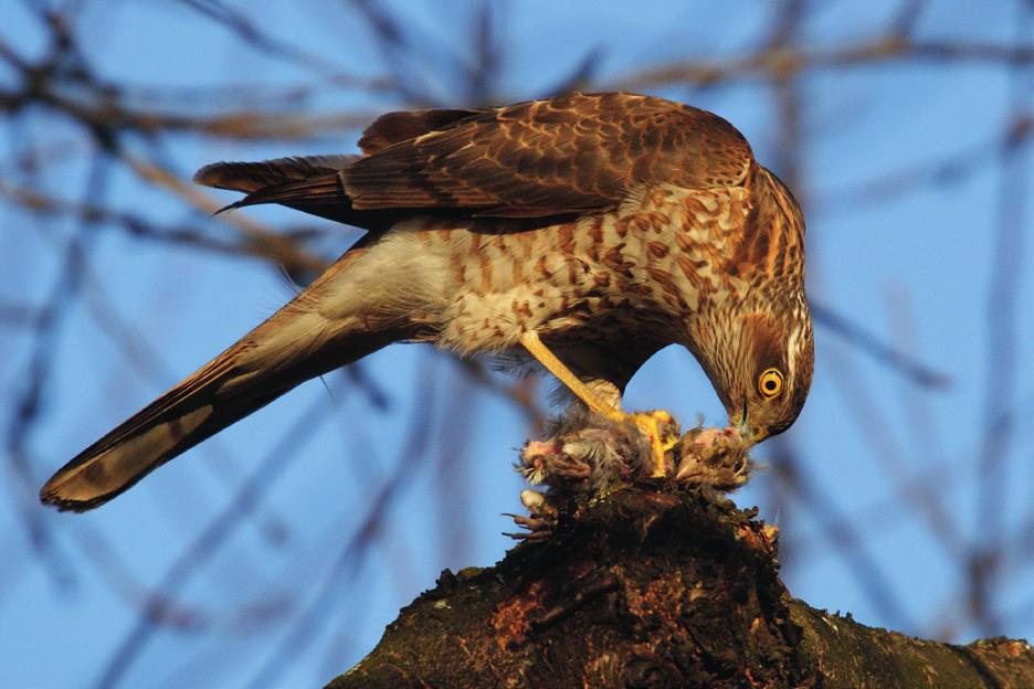 Кобац (Accipiter nisus) Зоран Мечанин íîâåìáàð 0 0 0 октобар децембар п у с 0 ч п с 0 н п 0 у с ч 0 п с н Булевар