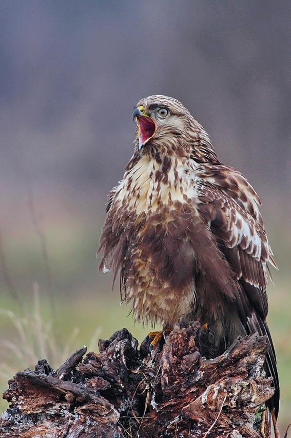 Гаћасти мишар (Buteo lagopus) Балог Иштван ÄÅÖÅÌÁÀÐ 0 0 0 новембар јануар 0 п у 0 с ч п с 0 н п у с ч 0 п с н 0 Булевар