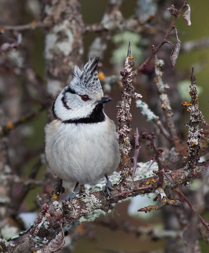 Ћубаста сеница (Lophophanes cristatus) Владан Вучковић ÔÅÁÐóàÐ 0 0 0 јануар п у с 0 ч п с 0 н март п у 0 с ч п с 0 н Булевар