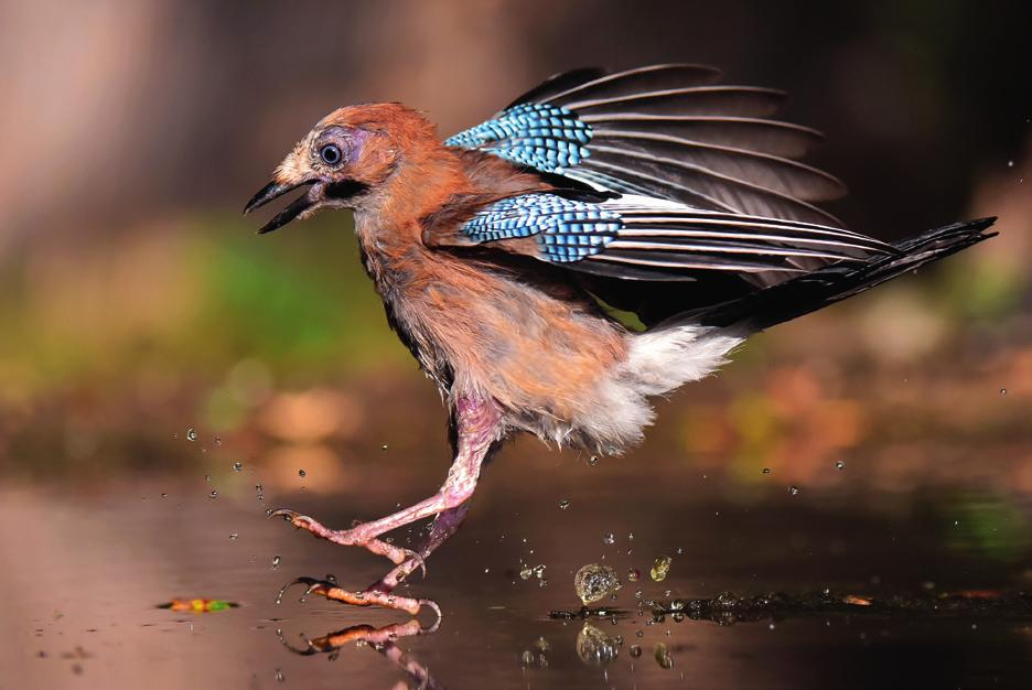 Креја (Garrulus glandarius) Гергељ Јожеф ÌÀ¼ 0 0 0 април п у 0 с ч п 0 с н јун п у с 0 ч п с н 0 Булевар Деспота