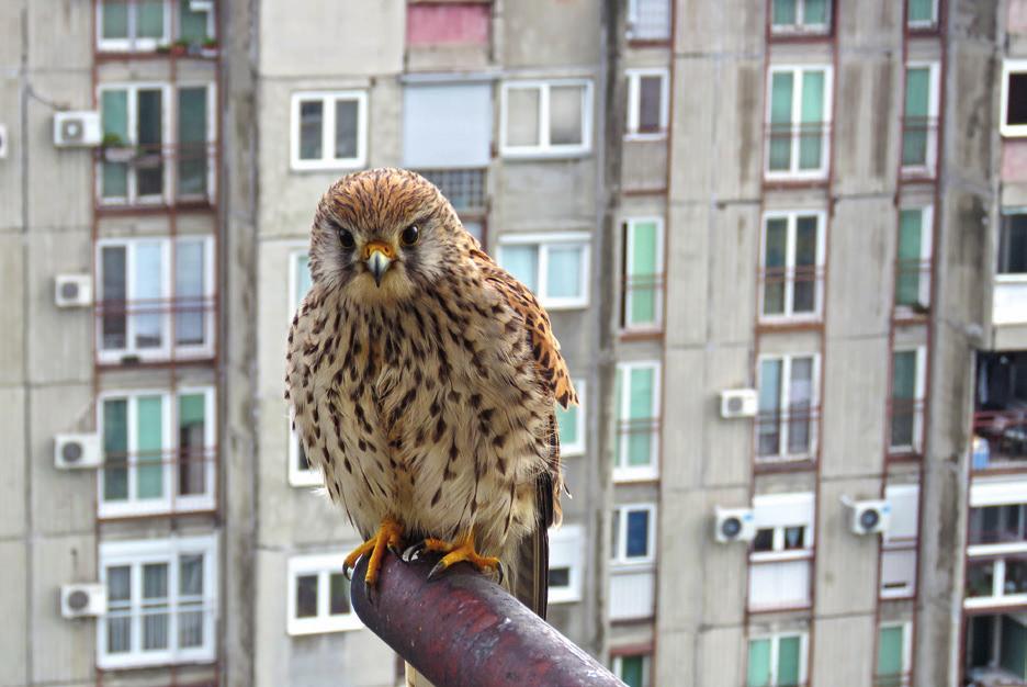 Ветрушка (Falco tinnunculus) Саша Маринковић ¼óÍ 0 0 0 мај п у с ч 0 п с н 0 јул п у 0 с ч п 0 с н Булевар Деспота