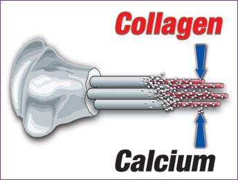 Uloga kalcijuma u organizmu 4.