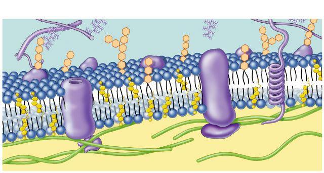 Fiziologija ćelijske membrane Dvosloj lipida i proteini (funkcija membrane!