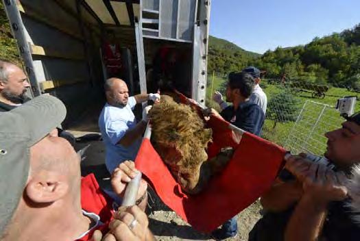 povređivanja većeg broja životinja, ili je delo