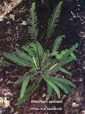 Polystichum