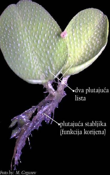 porodica: Salviniaceae Salvinia