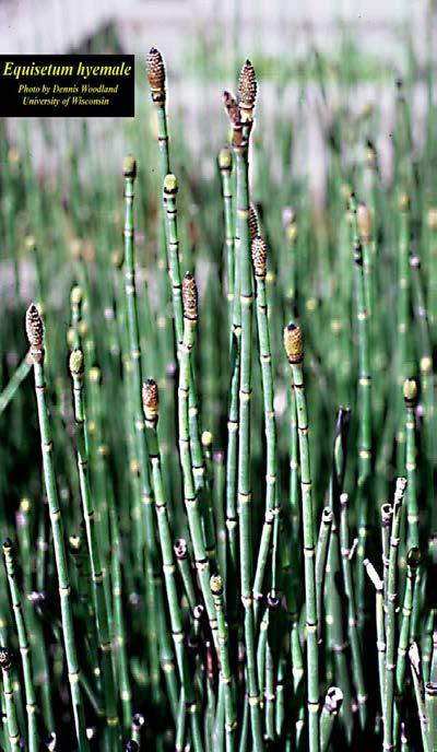 pratense Preslice (Equisetum) E. palustre E.