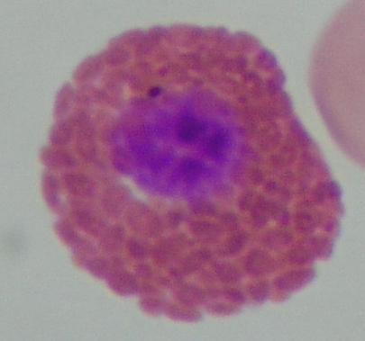 parazitarnih invazija, ali i ostalih tipova antigene stimulacije. Slika 6. Heterofil čančare (Testudo hermanni).