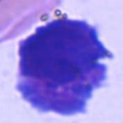 Bazofili Bazofili su u pravilu najmanji granulociti, no u nekih vrsta mogu biti veliki poput heterofila.