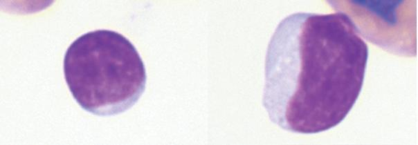 Limfociti Limfociti gmazova su vrlo slični onima u sisavaca. To su okrugle stanice koje variraju u veličini, pa nalazimo velike, srednje i male limfocite.