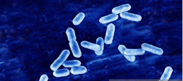 Rod Listeria trenutno uz bakteriju L. monocytogenes obuhvaća još 14 različitih vrsta: L. ivanovii, L. welshimeri, L. innocua, L. seeligeri, L. grayi, L. marthii, L. rocourtiae, L. fleischmanni, L.