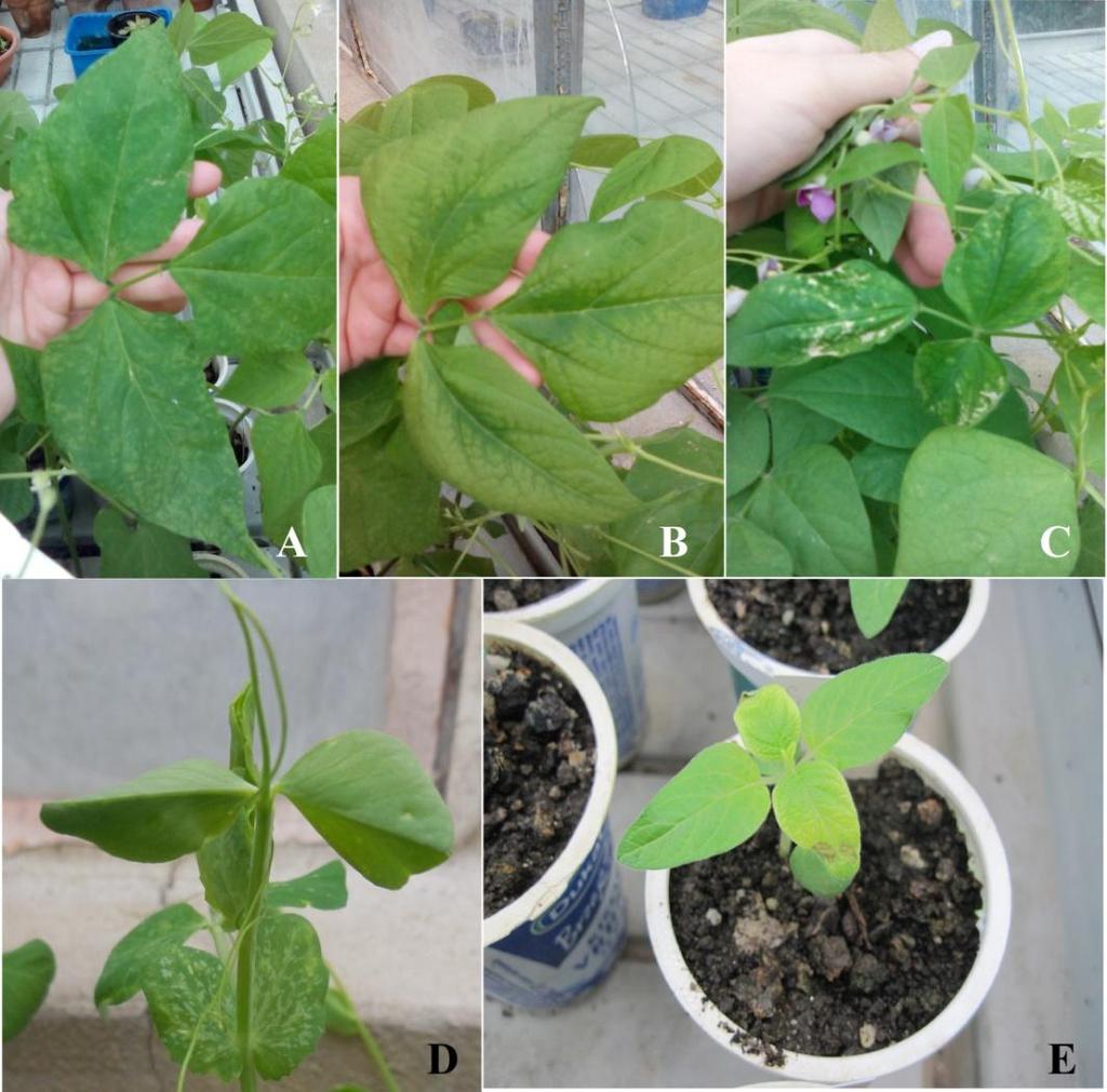 . Slika 2. Fenotipske promjene na uzgojenim mahunarkama koje mogu upućivati na prisutnost virusa: A, B - mozaiĉne promjene na listovima jedinki graha (P.