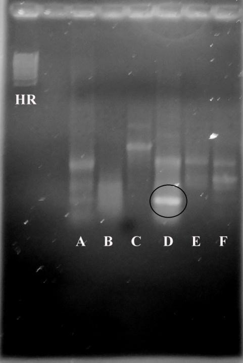 Slika 3. Uzorci dsrna kontrolnih biljaka (slovima A-F oznaĉene laboratorijske oznake uzoraka opisanih u Tablici 15., str. 38) analizirani na 0,8%-tnom agaroznom gelu.
