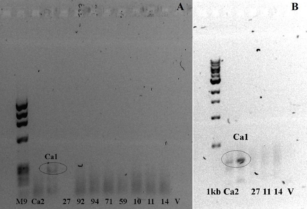 Slika 8. Rezultati elektroforetske analize (1,2% agarozni gel) produkata RT-PCR-detekcije uz prisutnost poĉetnica za endornaviruse. Uzorci su pod brojĉanim oznakama s gelova navedeni u Tablici 13.