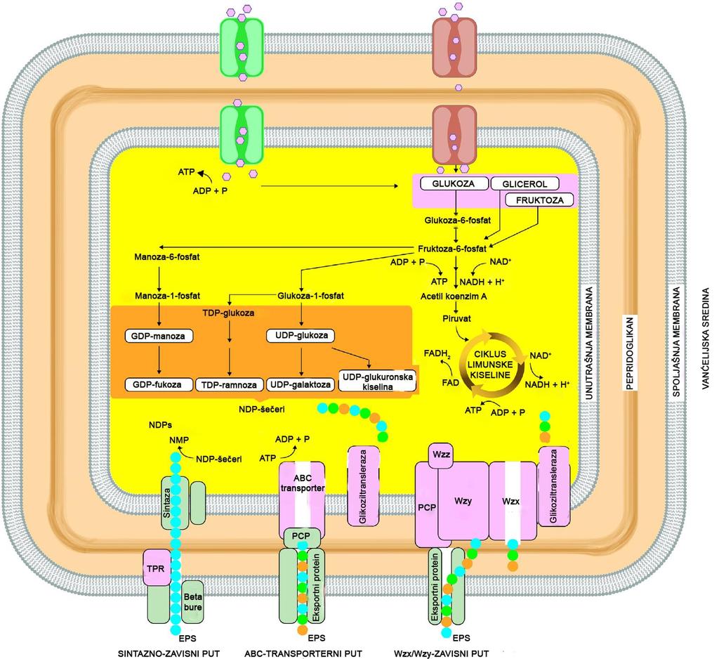 hidrolizu adenozin-trifosfata (ATP) i translokaciju šećera kroz transportnu ATP-azu (Slika 2.1).
