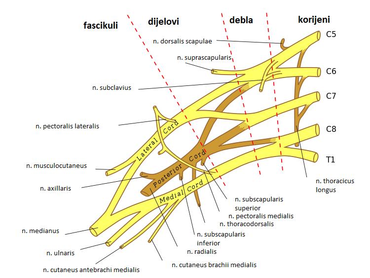 Slika 2. Shematski prikaz brahijalnog spleta (lat. plexus brachialis). Prema: (76). Tablica 1. Mišići ramenog obruča (polazišta, hvatišta, inervacija) (4,5). MIŠIĆ POLAZIŠTE HVATIŠTE INERVACIJA M.