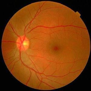 2.3.5. Mrežnica Mrežnica je tanak sloj stanica, splet krvnih žila koji se nalazi u stražnjem dijelu oka. Njena struktura je individualna te predstavlja jedinstveno obilježje svake osobe.