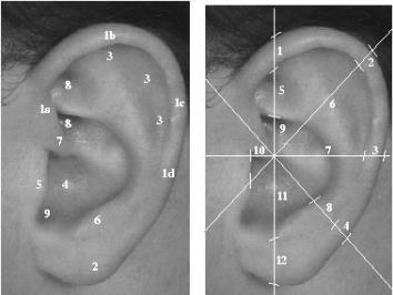 2.3.7. Uho Oblik uha i struktura hrskavog tkiva na površini uha razlikuju se među osobama. Metoda je neinvazivna, ali potrebna su dodatna istraživanja kako bi se proglasila jedinstvenom osobinom.