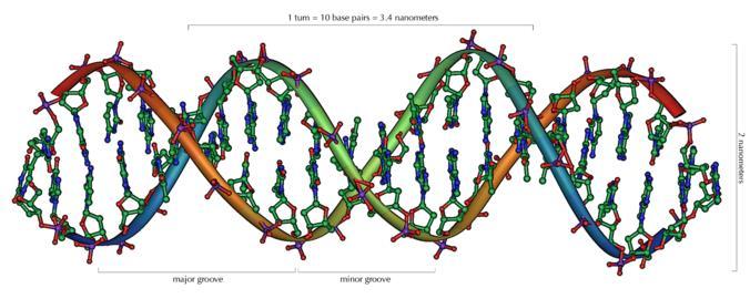 2.3.9. Deoksiribonukleinska kiselina (DNK) DNK je nukleinska kiselina u obliku dvostruke spiralne zavojnice.