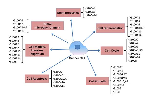Слика 7. Функције S100 протеина у току туморигенезе (преузето из Chen и сар., 2014). 1.4.6.