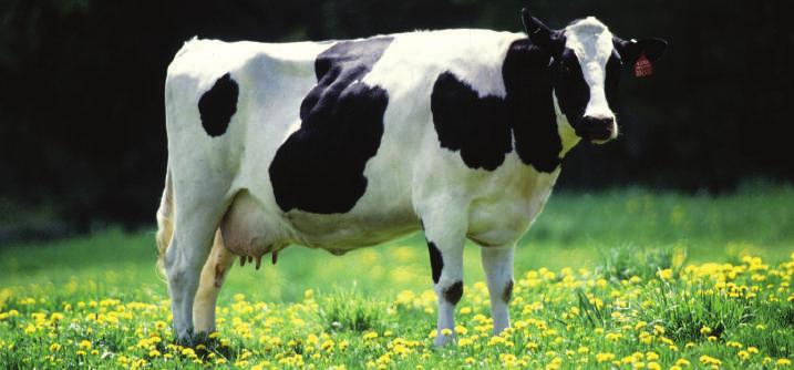 HRANIDBA KRAVA - PREMIKSI Značaj premiksa, kao izvora minerala i vitamina u hranidbi krava je odavno poznat.