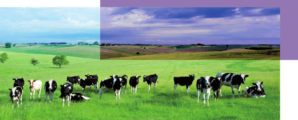 NAJČEŠĆI METABOLIČKI POREMEĆAJI (1) HIPOKALCEMIJA U periodu poslije teljenja dosta kalcija se izlučuje preko mlijeka, pa potrebe krava za kalcijem u tom periodu naglo rastu.