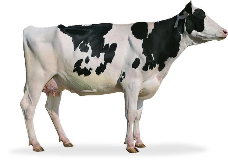 Rjeđoj pojavi padanja krava poslije teljenja (hipokalcemije, ketoze).