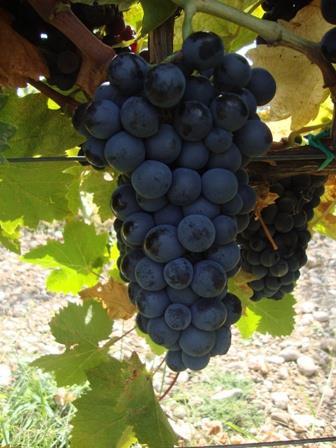 2.2. Sorte vinove loze i klonovi sorti Vranac je drevna crnogorska sorta vinove loze [7].