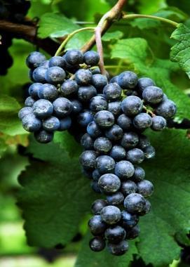 Crnogorski merlo je puno vino dobijeno od francuske sorte merlo (Slika 4), koja je u podgoričkom vinogorju, na Ćemovskom polju, sačuvala svoje najbolje karakteristike.