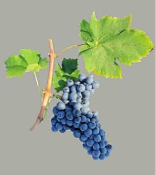 Dati klonovi su kvalitetom grožđa i vina, uključujući i senzorne i enološke karakteristike, nadmašili kvalitet grožđa i vina populacije sorte vranac [15].