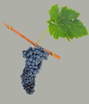 Klon 1 vranac (CI) (Slika 5) odlikuje se većim koeficijentom rodnosti okaca, većom prosečnom masom grozda, većim sadržajem šećera, ukupnih polifenola u širi, većim sadržajem ukupnog ekstrakta u vinu