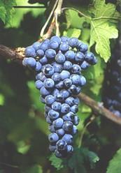 Nakon introdukcije klonova sorte merlo i sadnje na Ćemovskom polju ispitivan je kvalitet grožđa i vina koje klonovi sorte merlo (VCR 1 i VCR 101) mogu dati u agroekološkim uslovima Ćemovskog polja.