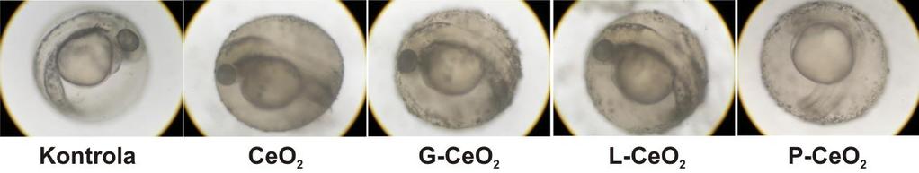 Embrioni zebrica su posmatrani na svetlosnom mikroskopu tokom tretmana neobloženim odnosno različitim obloženim nceo 2.