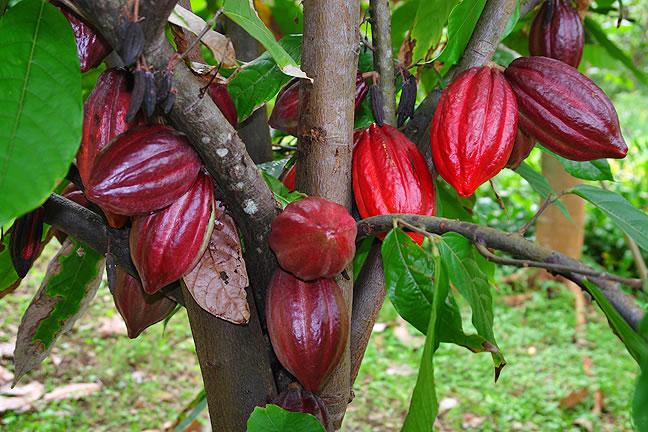 Slika 1. Kakao stablo Theobroma cacao L. Izvor: Svjetska kakao organizacija 20.7.