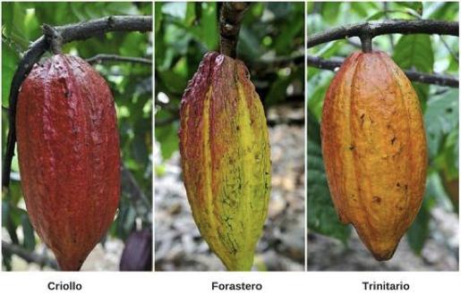Forastero je najzastupljenija sorta, te čini od 80 do 90 % komercijalnog kakaa koji dolazi od ove biljke. Ima visok prinos i općenito je otporniji na bolesti.