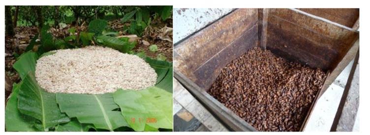 Slika 9. Fermentacija slaganjem kakao zrna na gomile i fermentacija u sanduku Izvor: Svjetska kakao inicijativa, 9.7.2019. Nakon fermentacije, zrna se suše na suncu (slika 10.