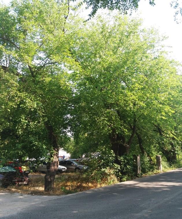 daje se opis stanja i preporuka za sanaciju drvoreda bijelog duda ulaz, desna strana na istočnom parkingu u luku Vrnaža. Slika 16.