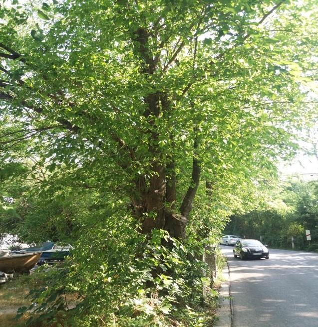 Description of the situation and recommendations for rehabilitation of the white mulberry entrance, right side Red. br. Promjer (m) Preporuka Opis i napomena Visine N 43, 43, 9.