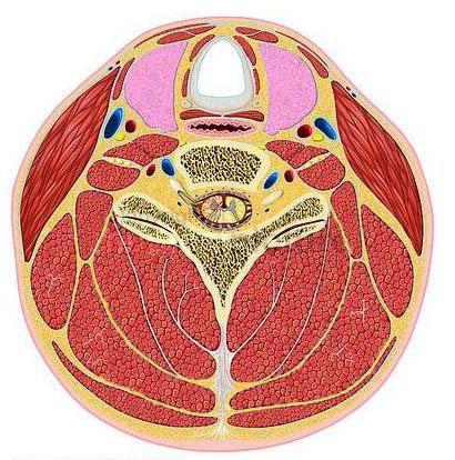 Površinsko masno tkivo vrata: Potkoţno masno tkivo Subplatizmalno masno tkivo Parakarotidno masno tkivo M. longus colli Straţnje masno tkivo Perivertebralno (intermuskularno) masno tkivo Slika 1.