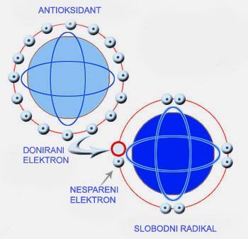 Teorijski dio Slika 8 Shematski prikaz neutralizacije slobodnog radikala antioksidansom (http://www.nebeski-dar.hr/kristal-mjeseca/74-sungit.html, 2014.